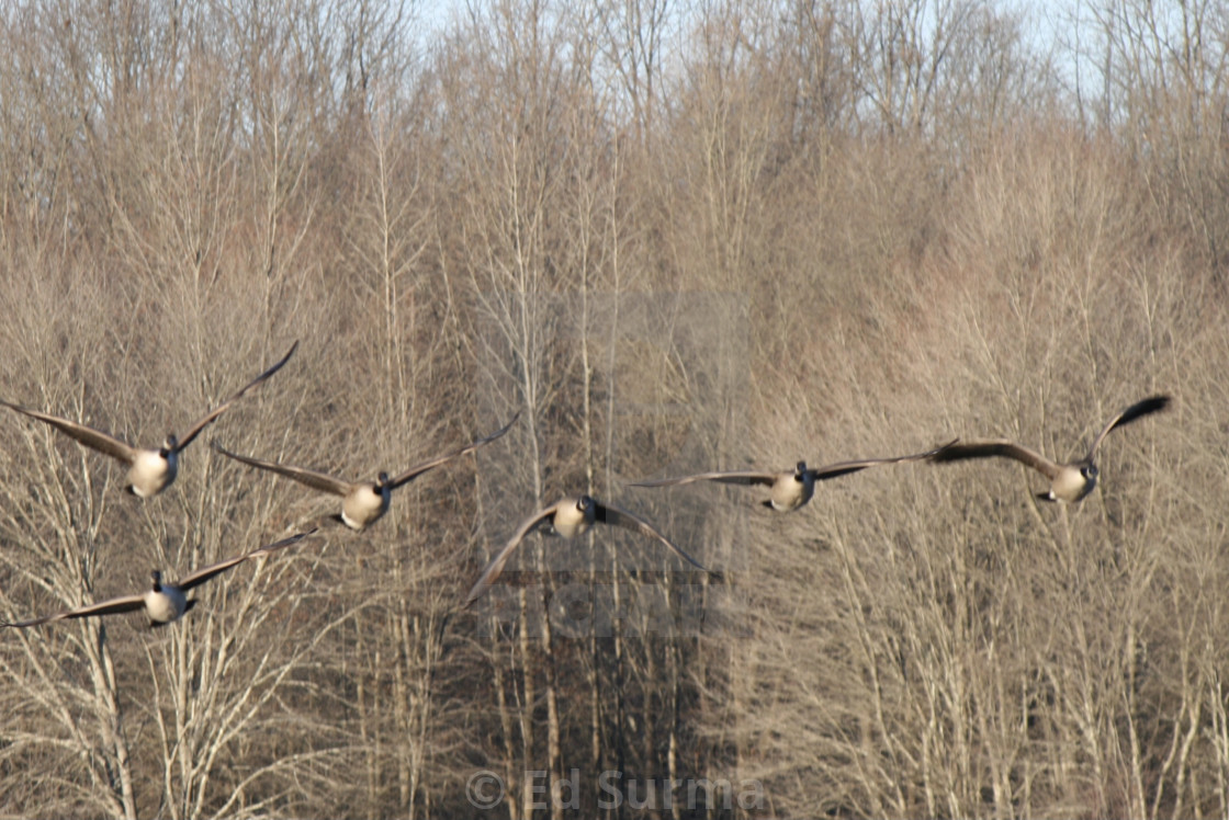 "Geese Approach!" stock image