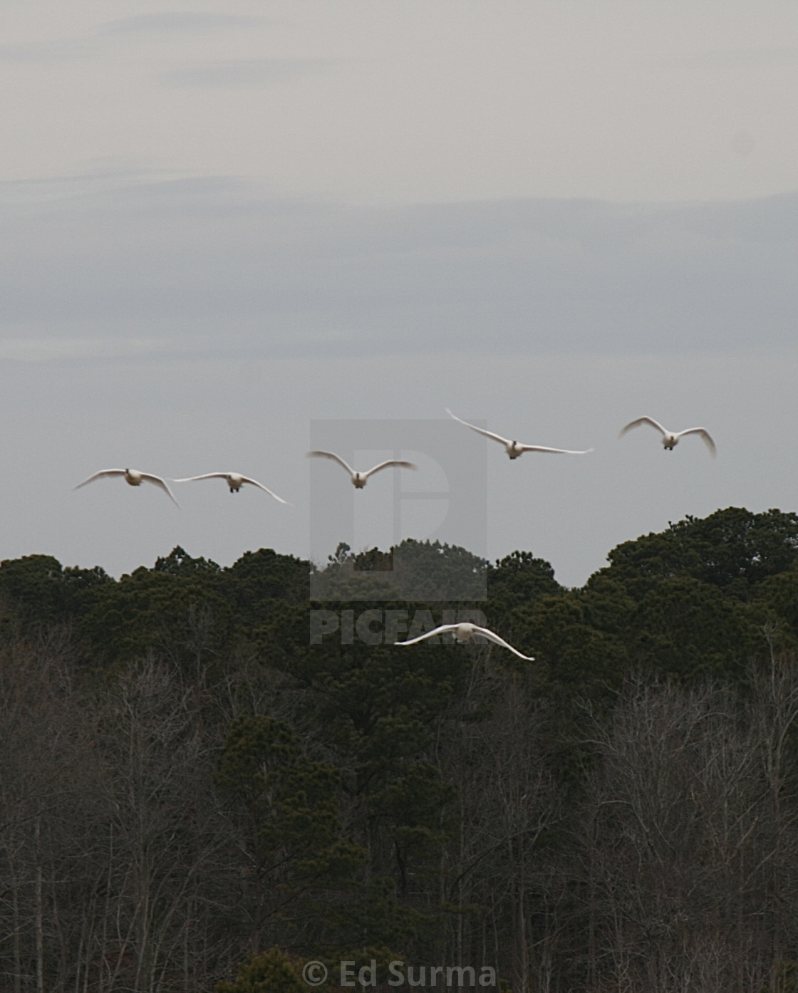 "Swans Coming In" stock image