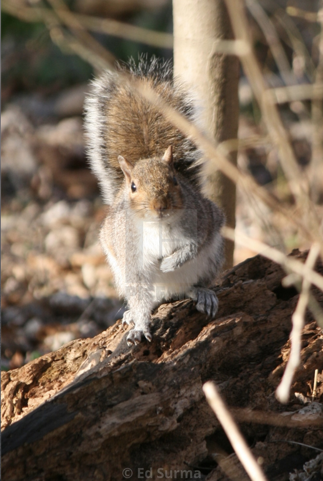 "Inquisitive Squirrel" stock image