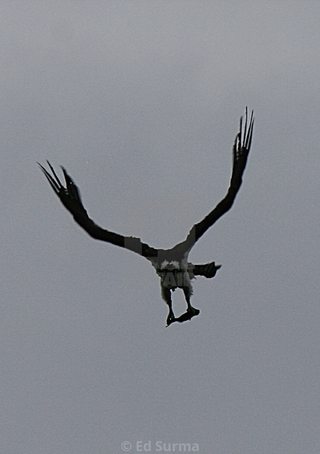 "Osprey Making a Catch" stock image