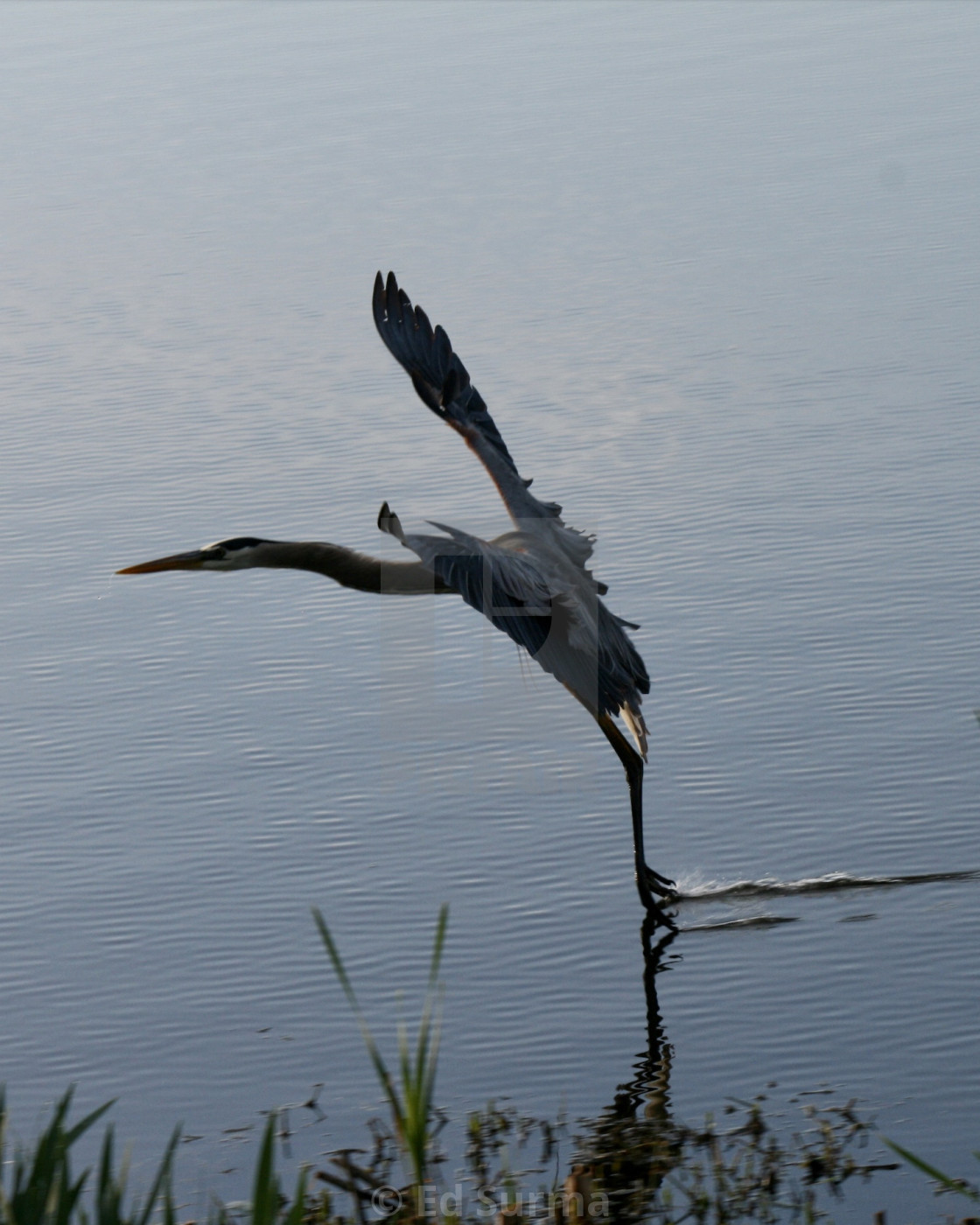 "Incoming Heron" stock image