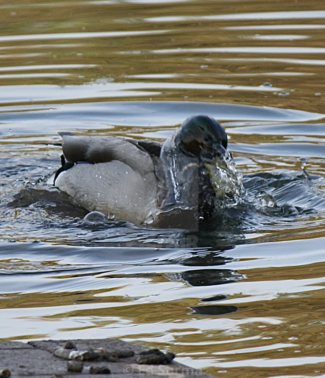 "Bathing Mallard" stock image