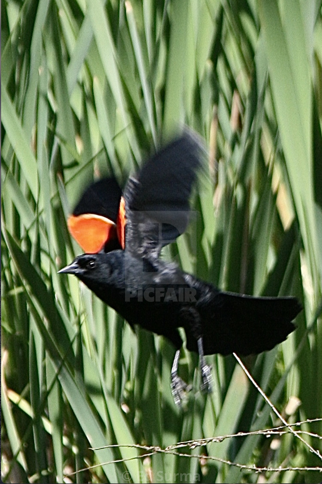 "Redwing Take Off" stock image