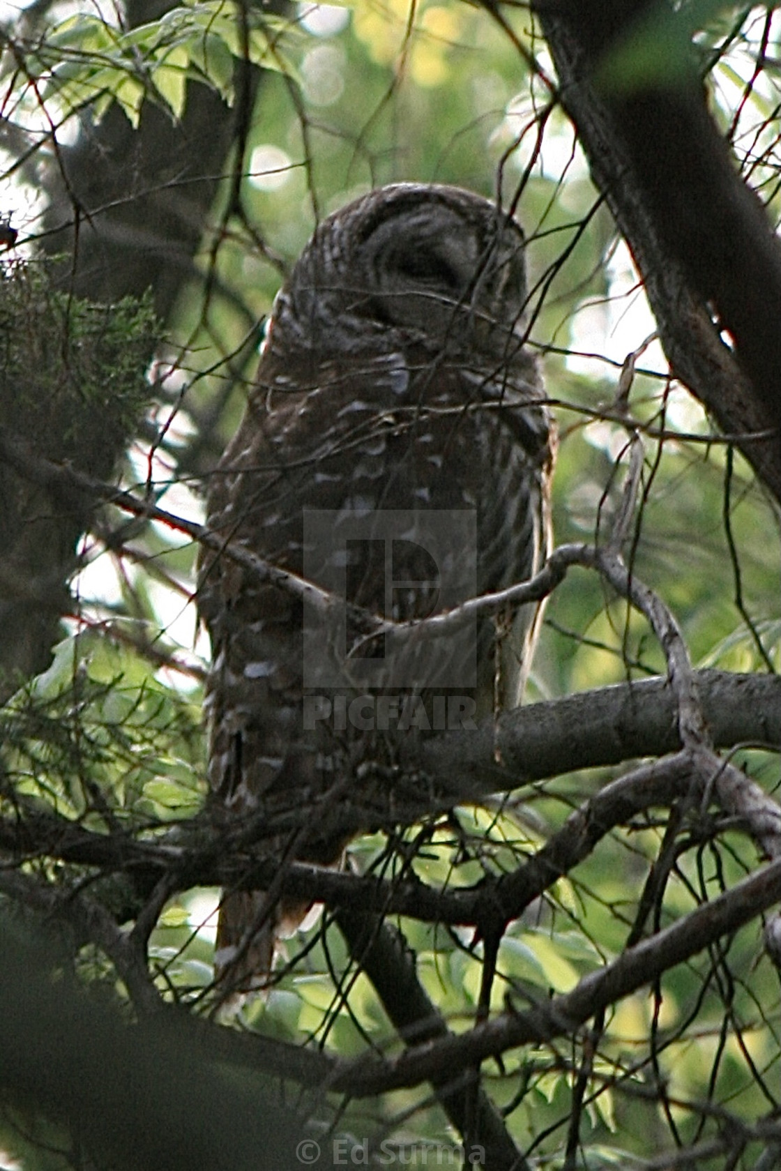 "Barred Owl at Rest" stock image