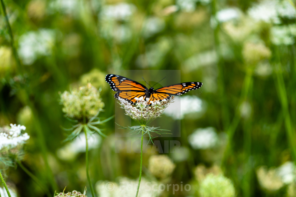 "Monarch On Queen Annes Lace" by Edd Scorpio - $92.01 "Monarch On Queen Annes Lace" stock image