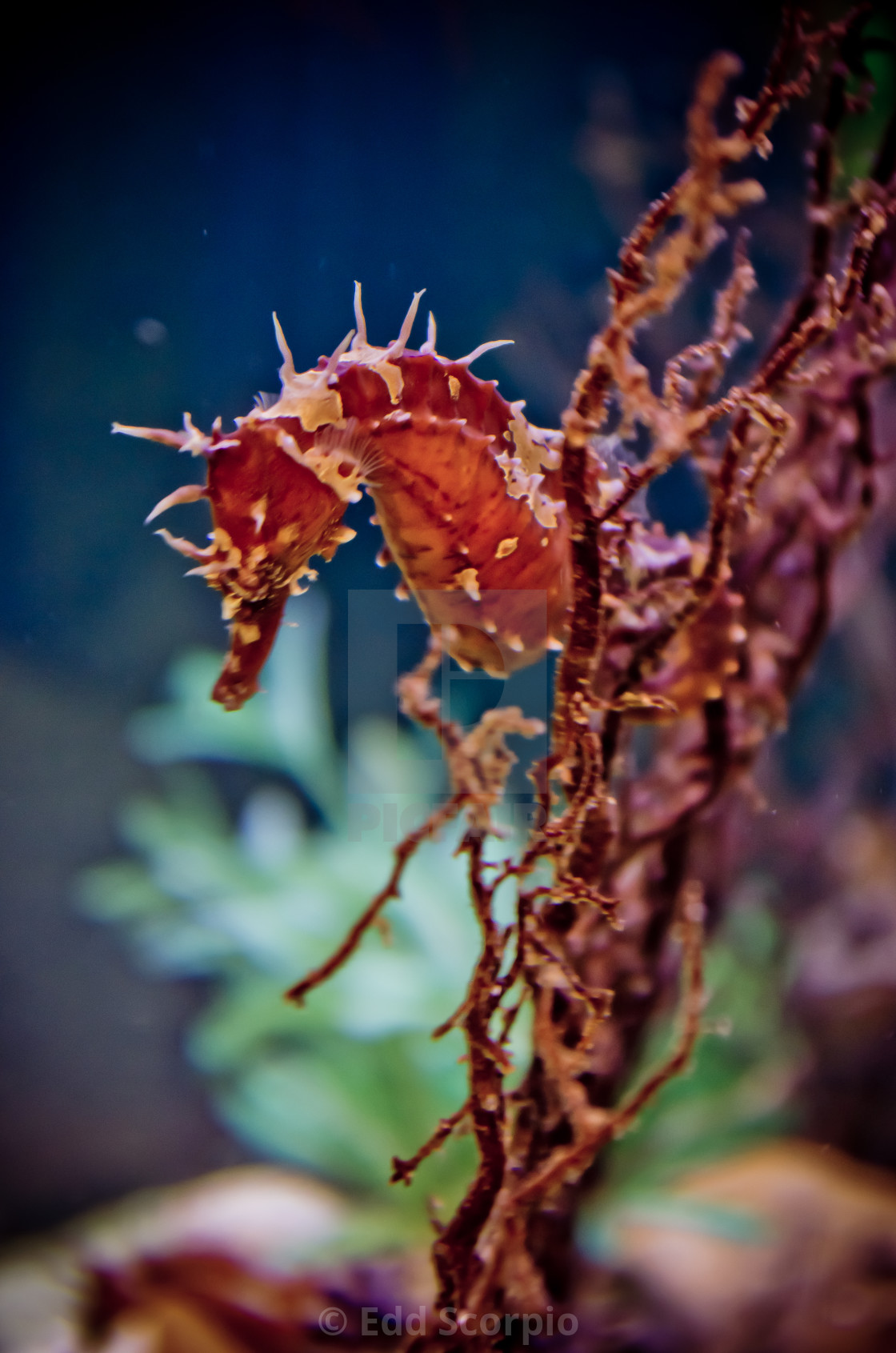 "Seahorsing Around" by Edd Scorpio - $122.68 "Seahorsing Around" stock image