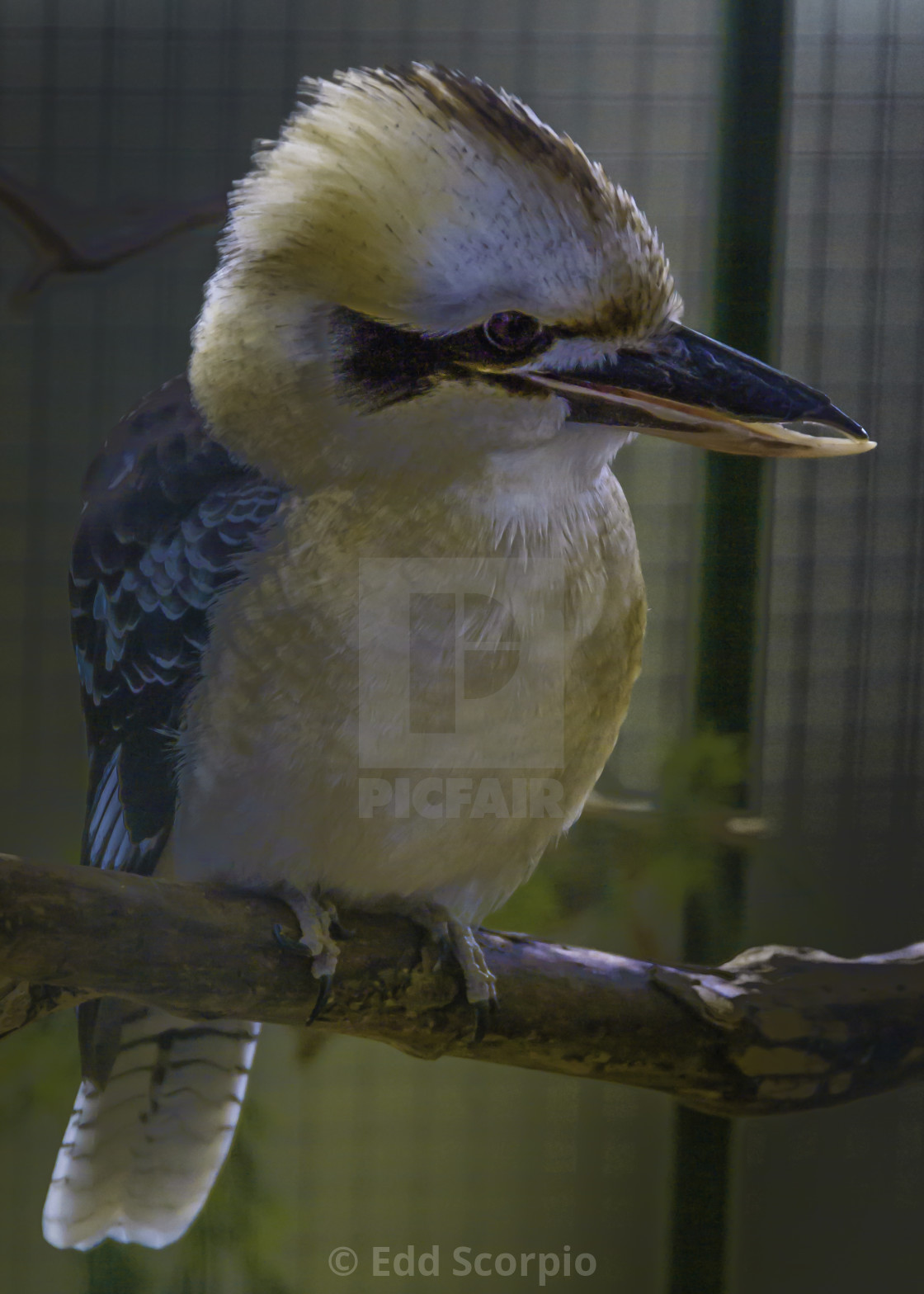 "Colourful Kookaburra" by Edd Scorpio - $92.01 "Colourful Kookaburra" stock image