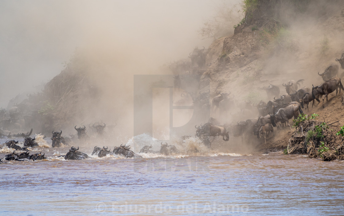 "Trying to survive the Mara in Kenya" by Eduardo del Alamo - $20.06 "Trying to survive the Mara in Kenya" stock image