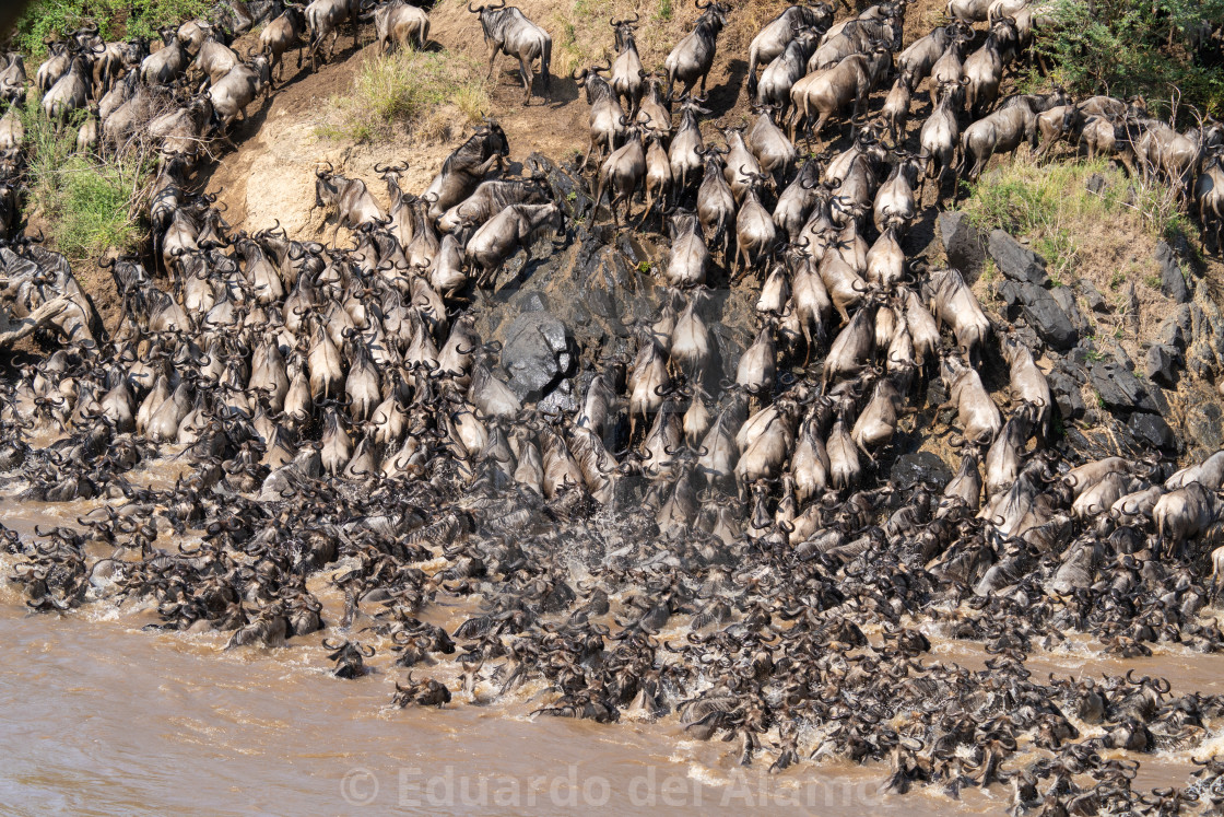 "Trying to survive the Mara in Kenya" stock image