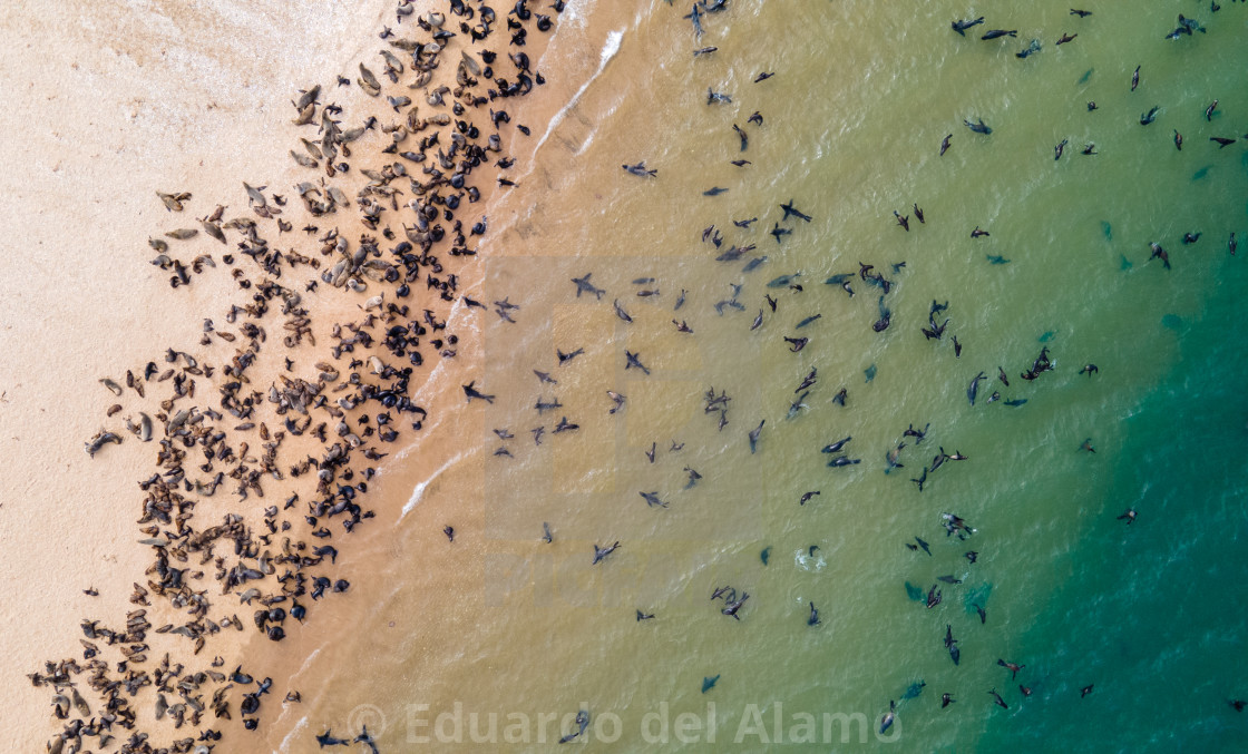 "Walvis Bay seal colony, Namibia" by Eduardo del Alamo - $18.52 "Walvis Bay seal colony, Namibia" stock image
