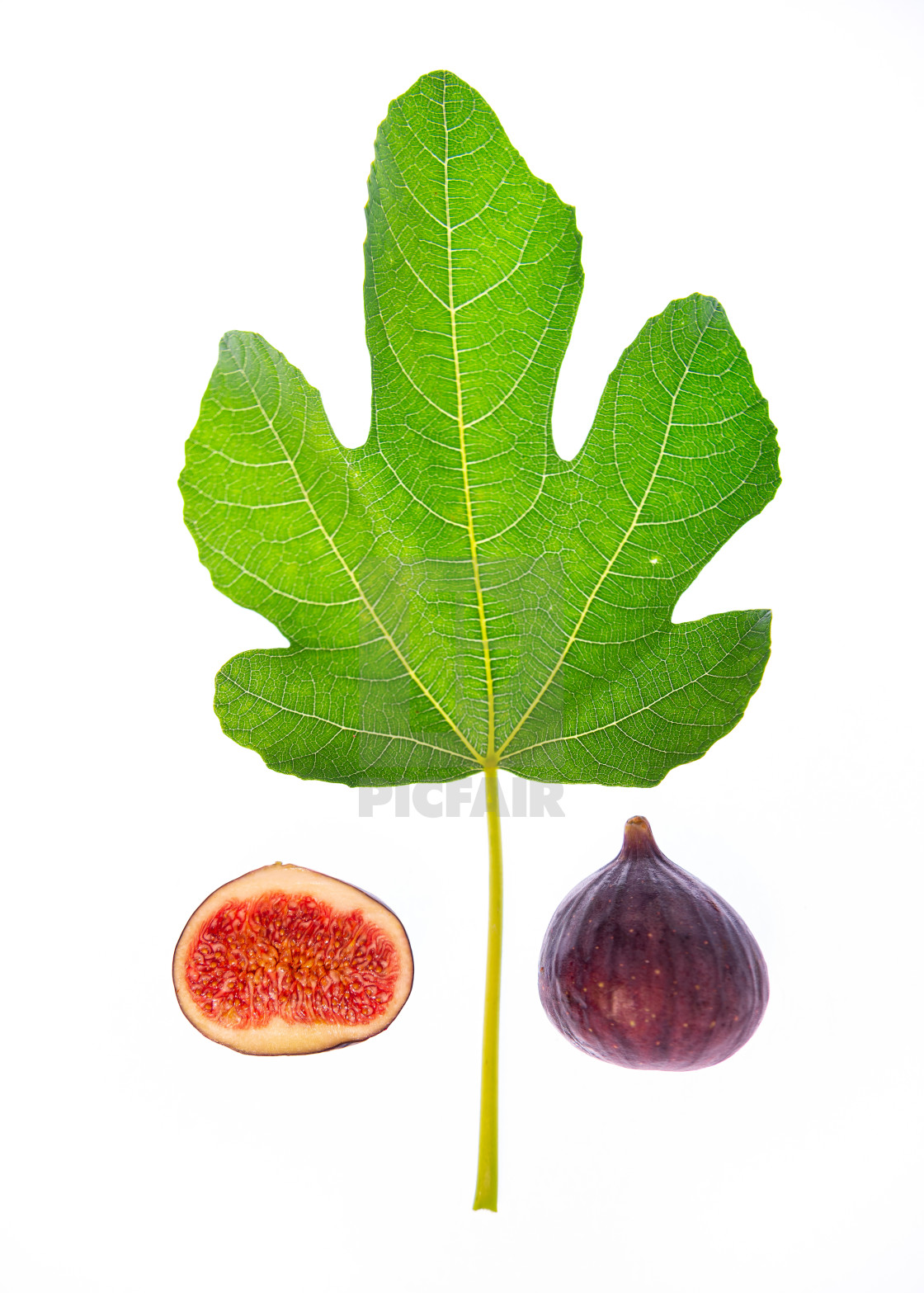 "Fig Wall Print" stock image