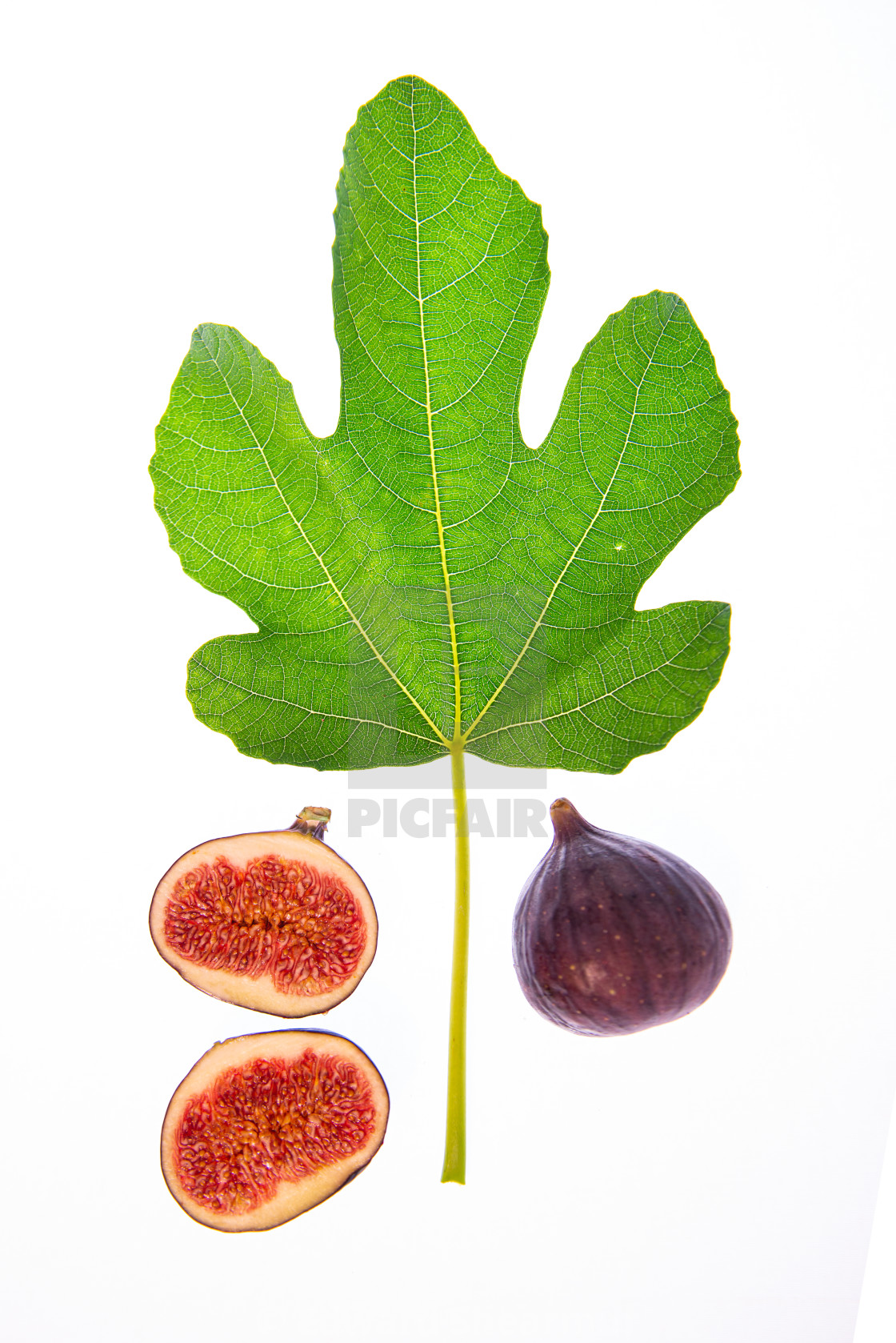 "fig leaf and fruit" stock image