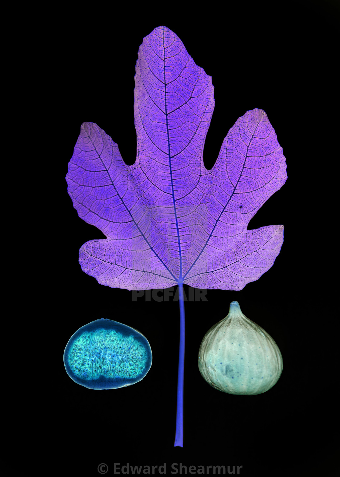 "fig leaf and fruit Inverted" stock image