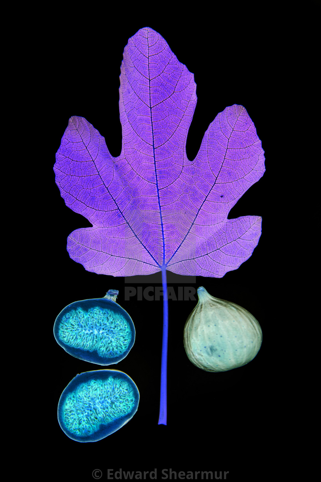 "fig leaf with fruit" stock image