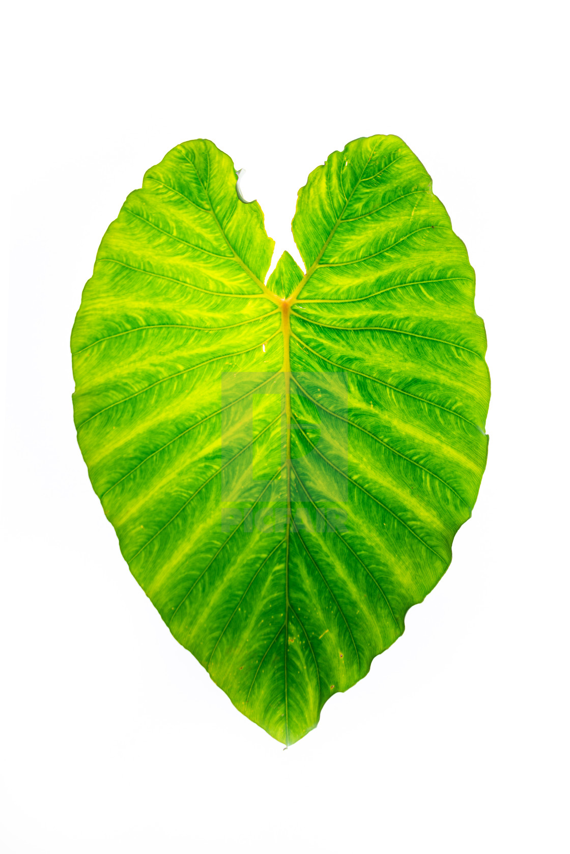 "Elephant ear botanic print" stock image