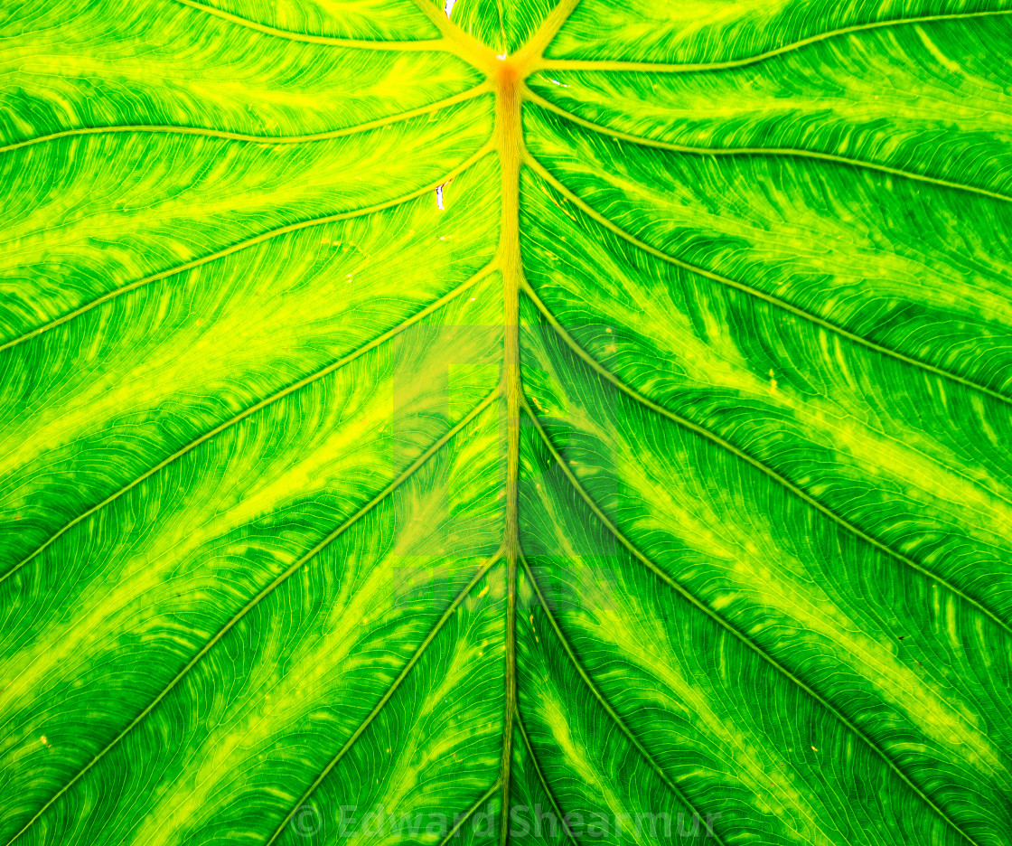 "Elephant ear giant leaf" stock image