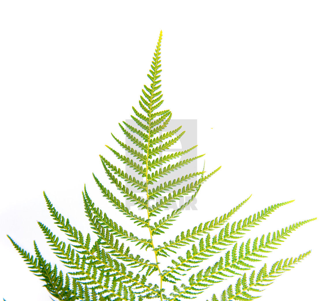 "Fern leaf from Dicksonia Antarctica" stock image