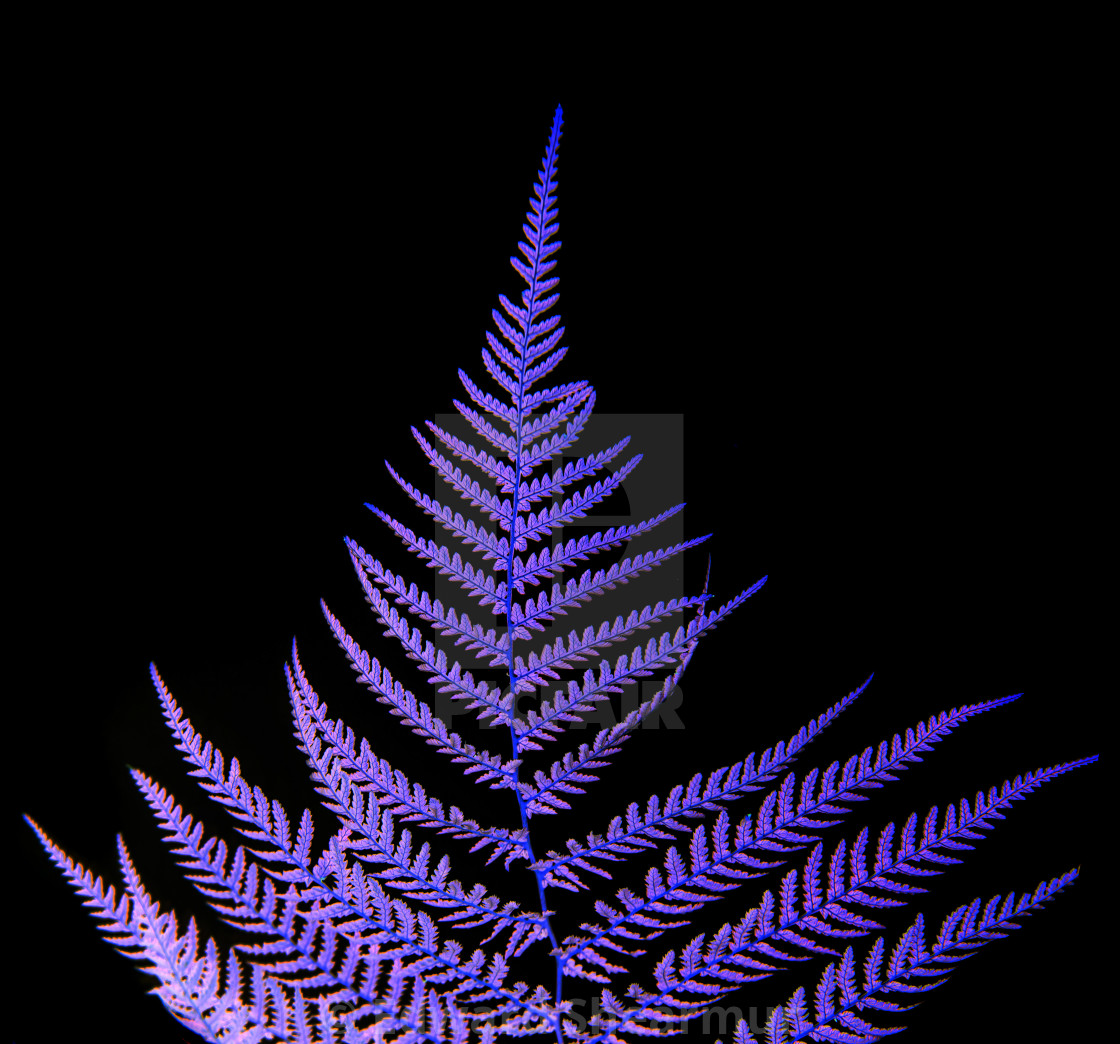 "Dicksonia fern inverted" stock image