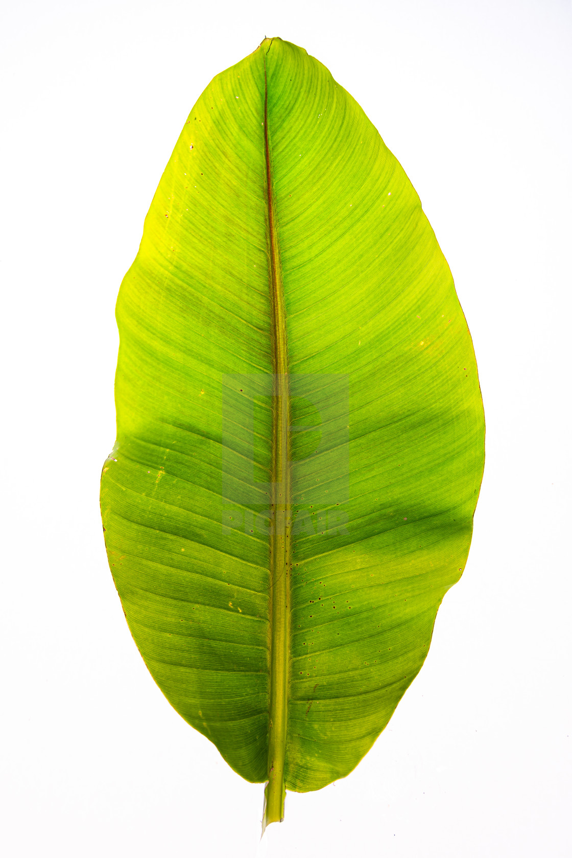 "Banana leaf" stock image