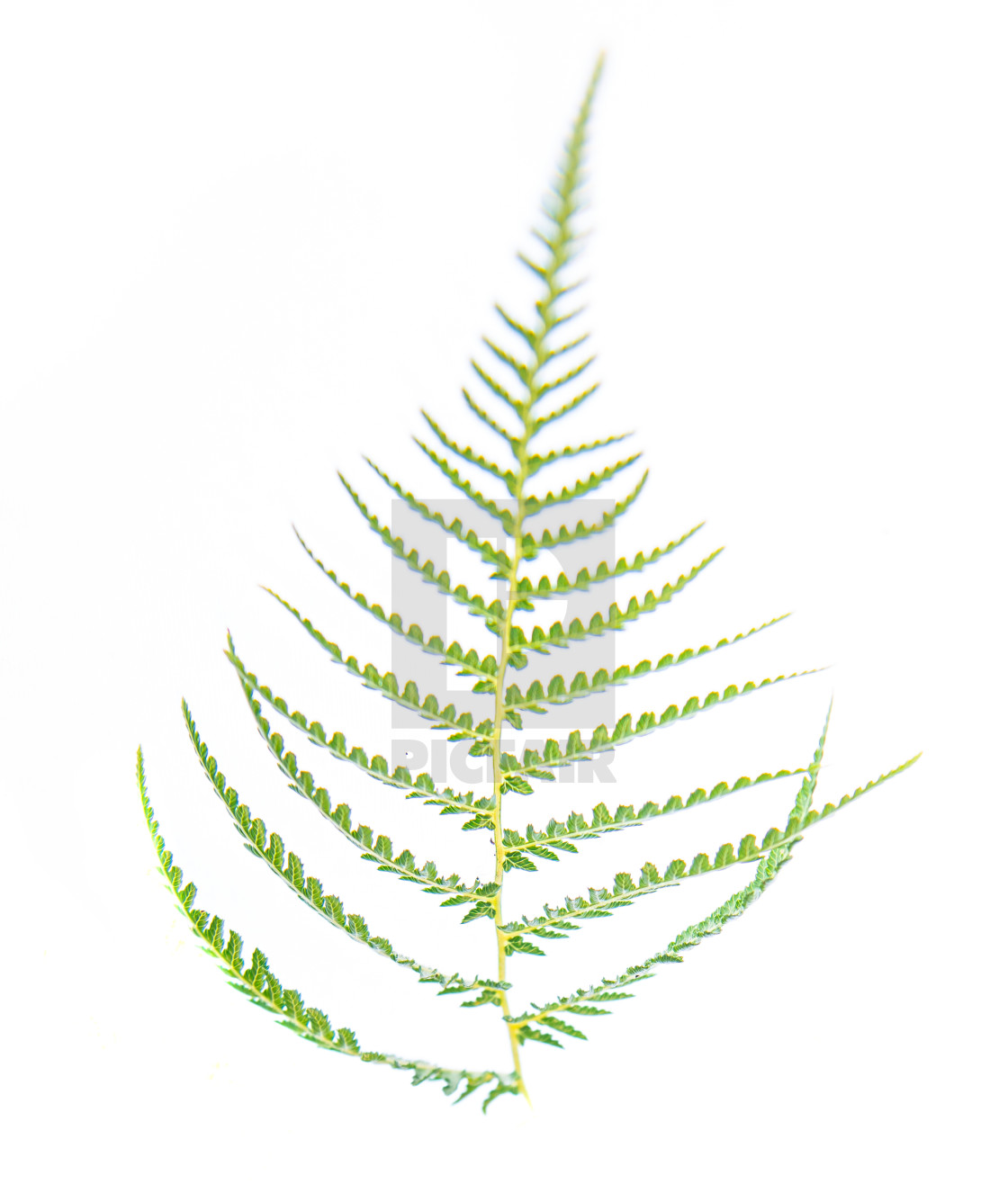 "Dicksonia Antarctica leaf fern" stock image