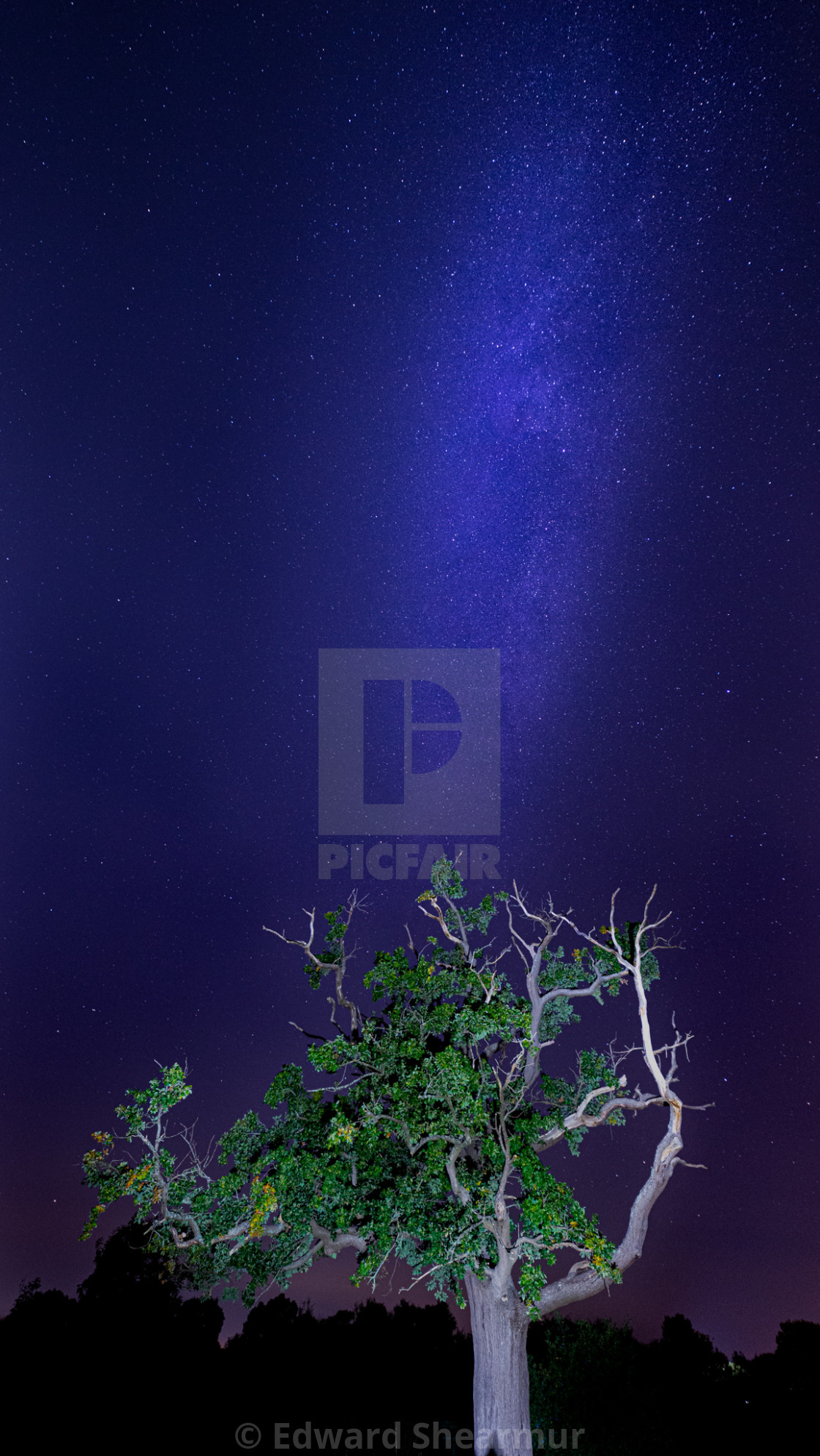 "Tree and milkyway" stock image