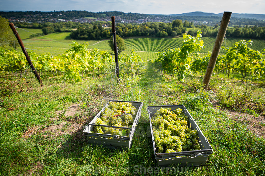 "Vineyard during harvest season" stock image