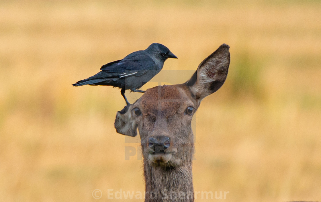 "Deer and the Jackdaw" stock image