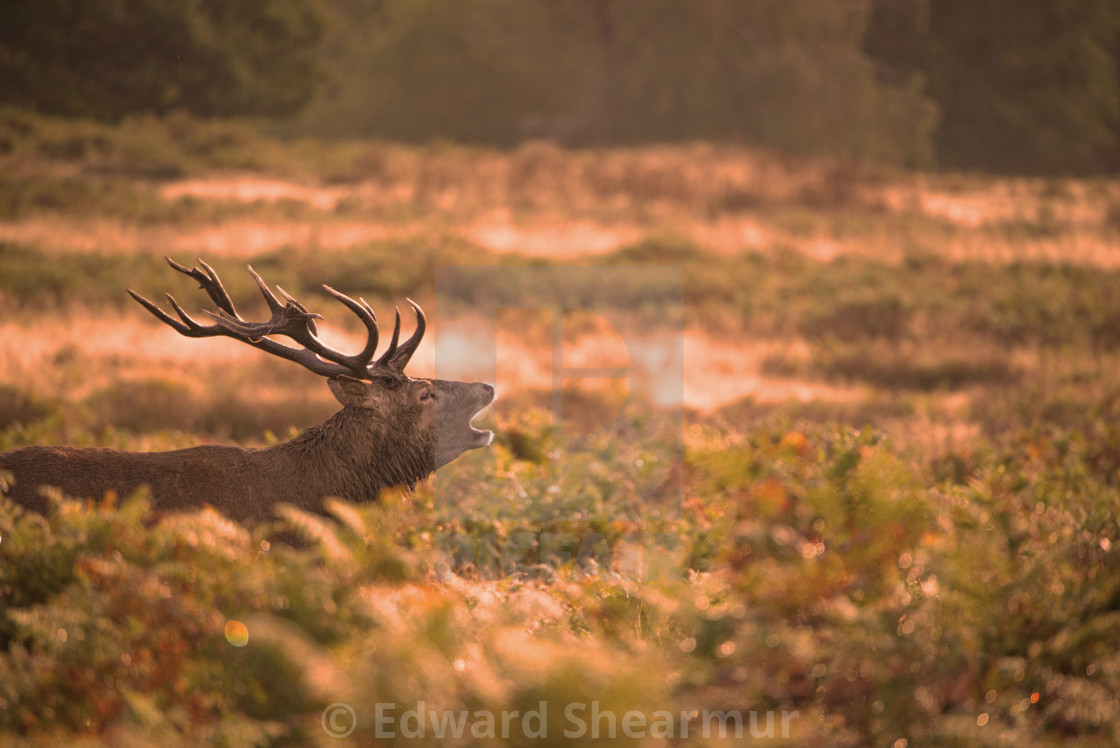 "Male stag during the rut" stock image