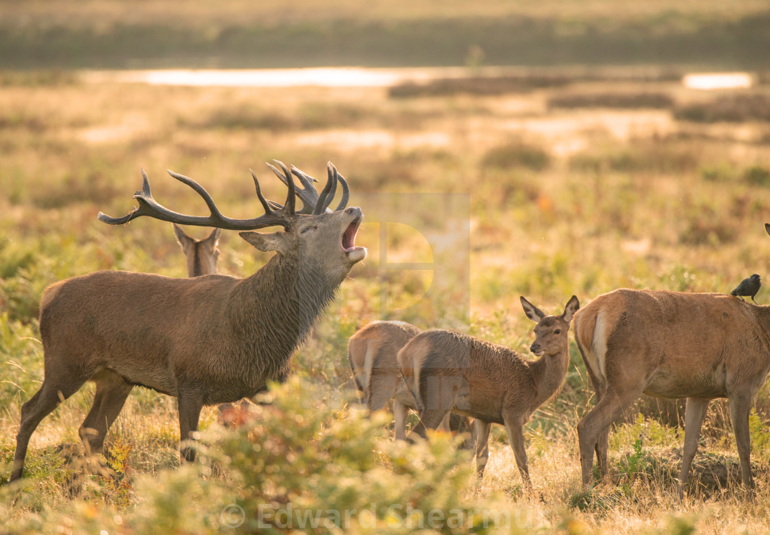 "Stag protecting Hareem during Rutting season" stock image