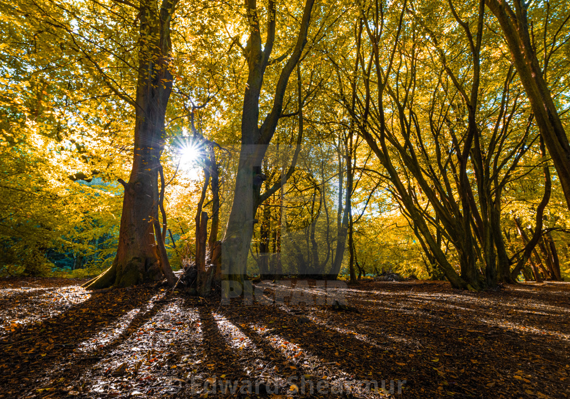 "forest scenery autumn" stock image