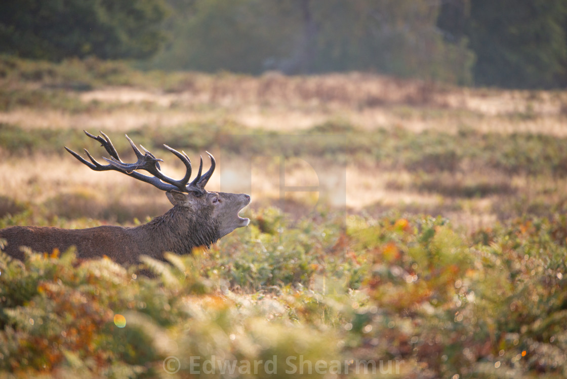 "Roar of a stag" stock image