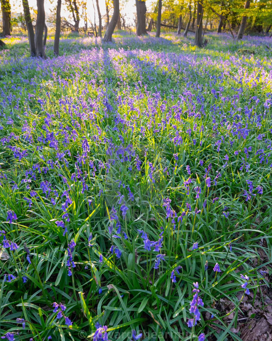 "Bluebell forest" stock image