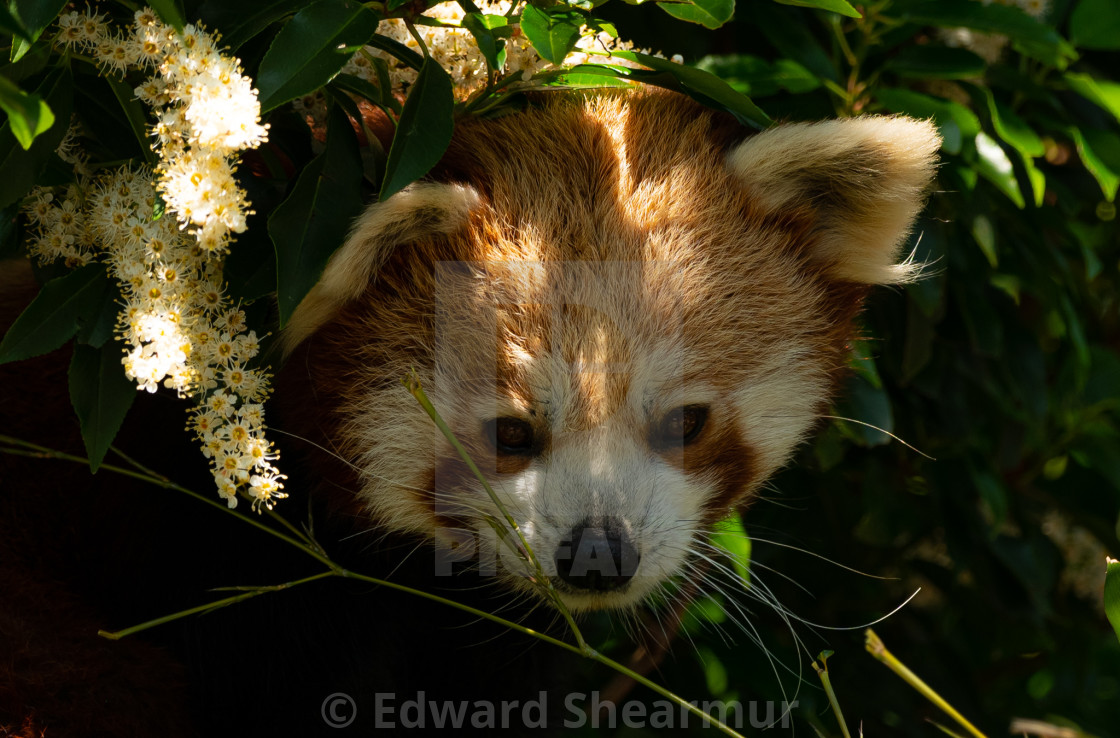 "Flowers and Red Pandas" stock image