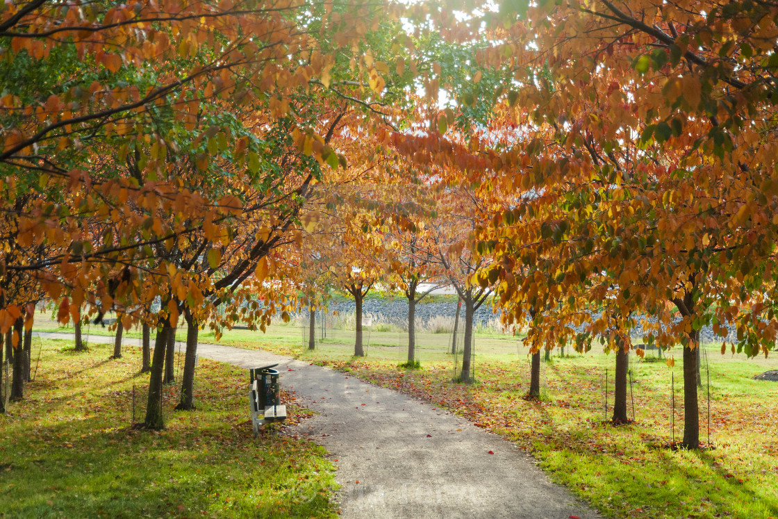 "Autumn in cherry tree park" stock image