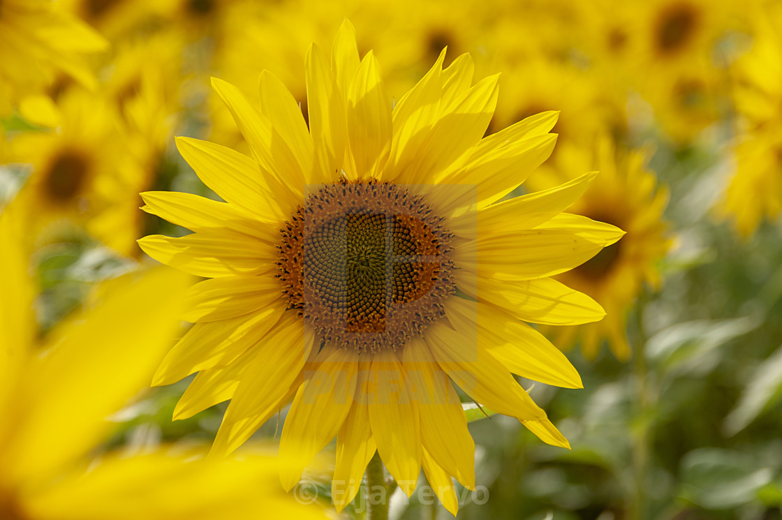 "Sunflowers" stock image