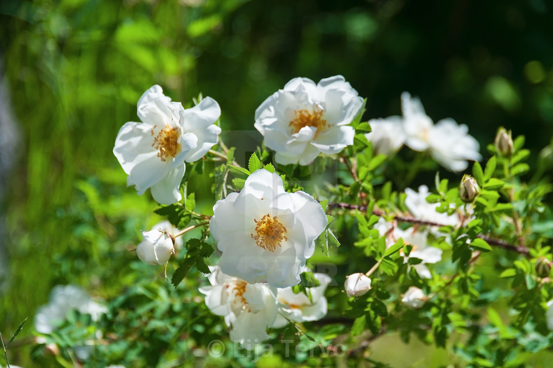 "White roses" stock image