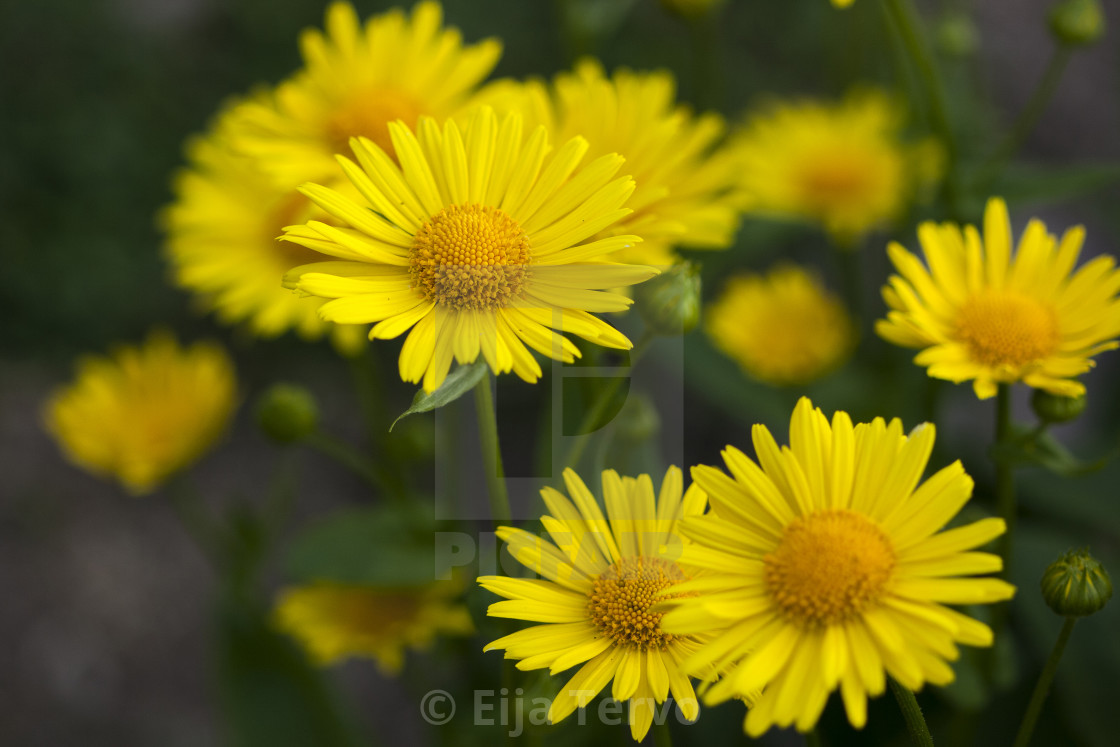 "Yellow flowers" stock image