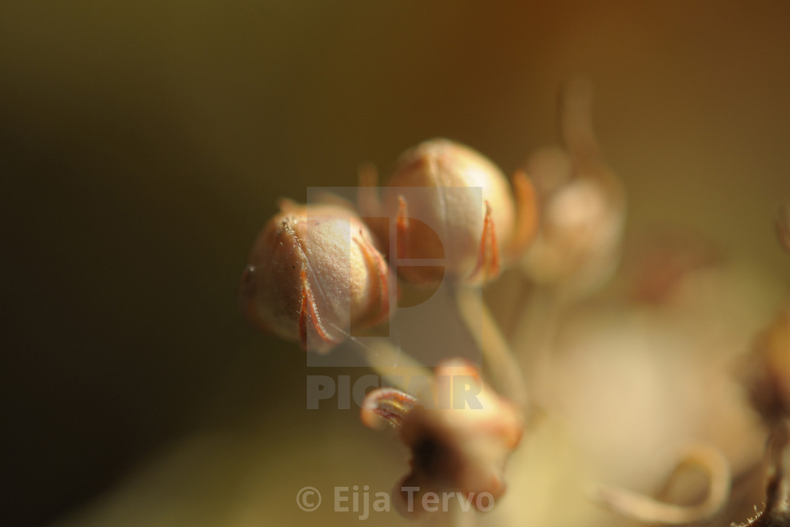 "Flower art" stock image