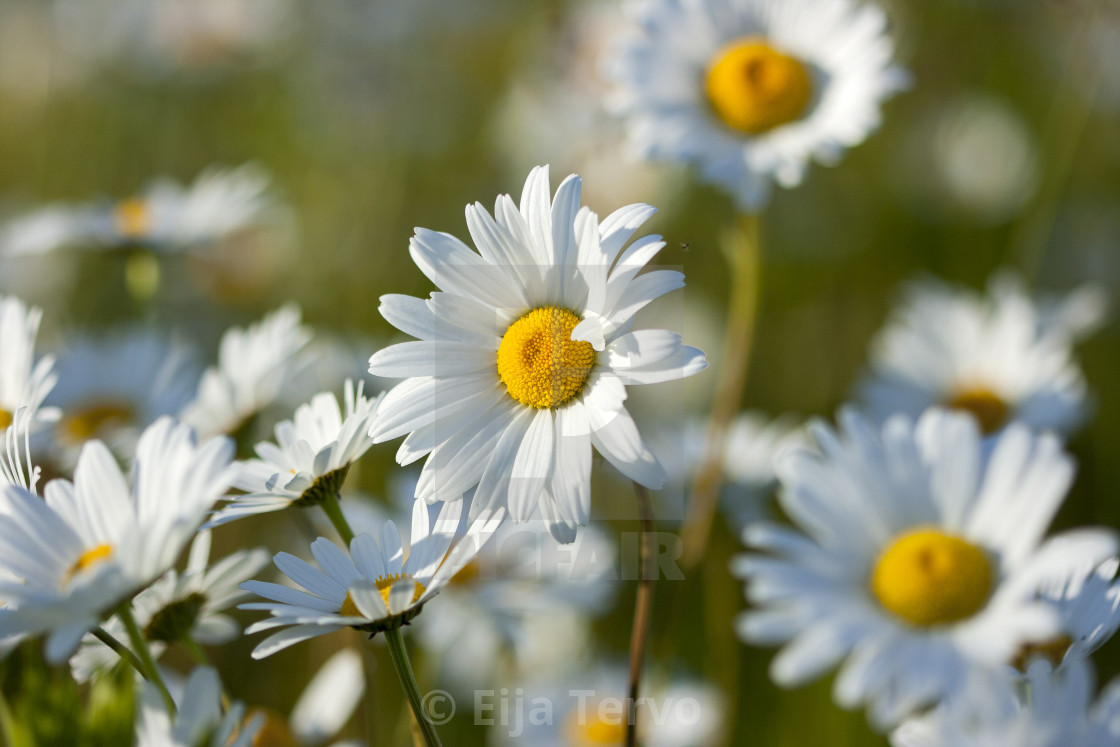 "White flowers" stock image