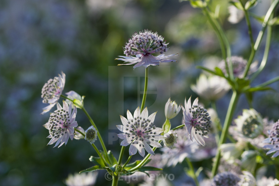 "Summer day" stock image