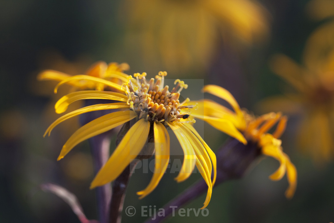 "Autumn colours" stock image