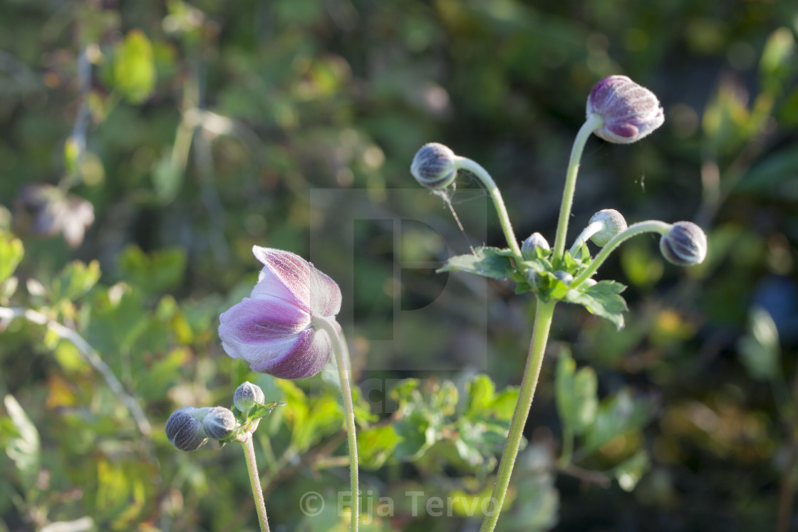 "In the garden" stock image