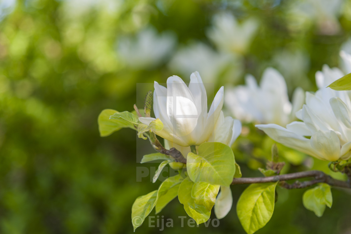 "Magnolia at Meilahti arboretum" stock image