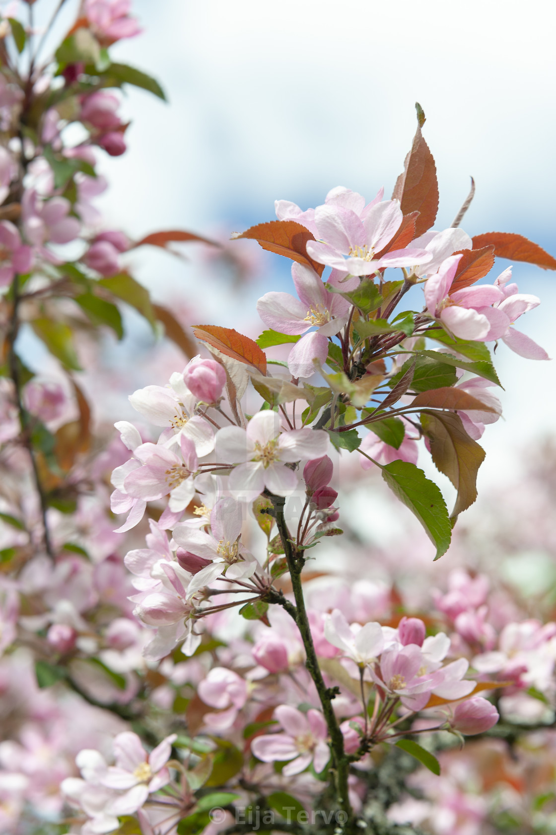 "Beautiful crabapple tree" stock image