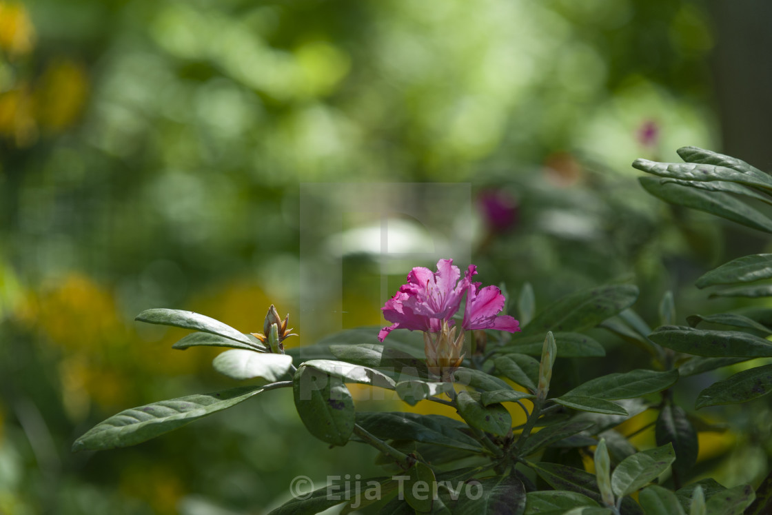 "Rhododendron" stock image