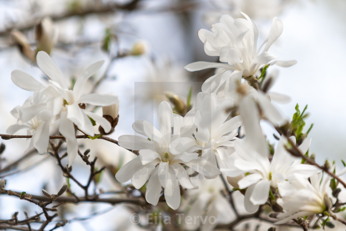 "Magnolia" stock image