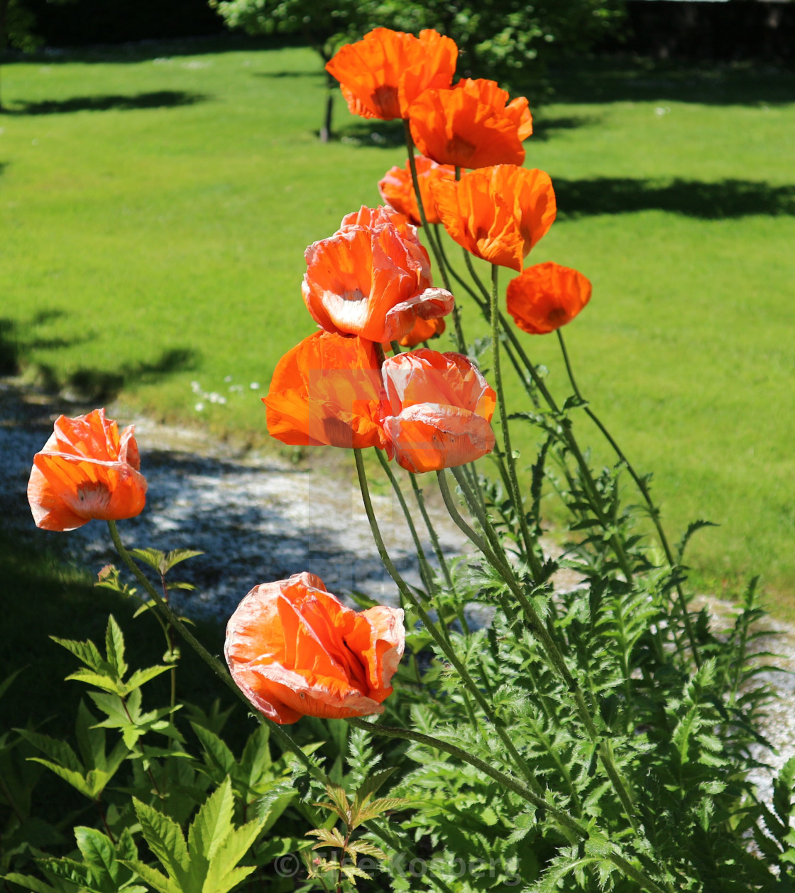 "Poppies in the Chateau garden, Molde, Norway" stock image