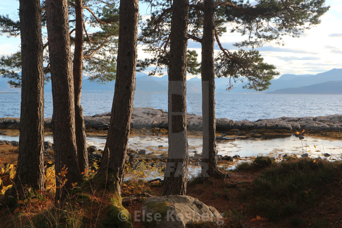 "Pine trees by the sea" stock image