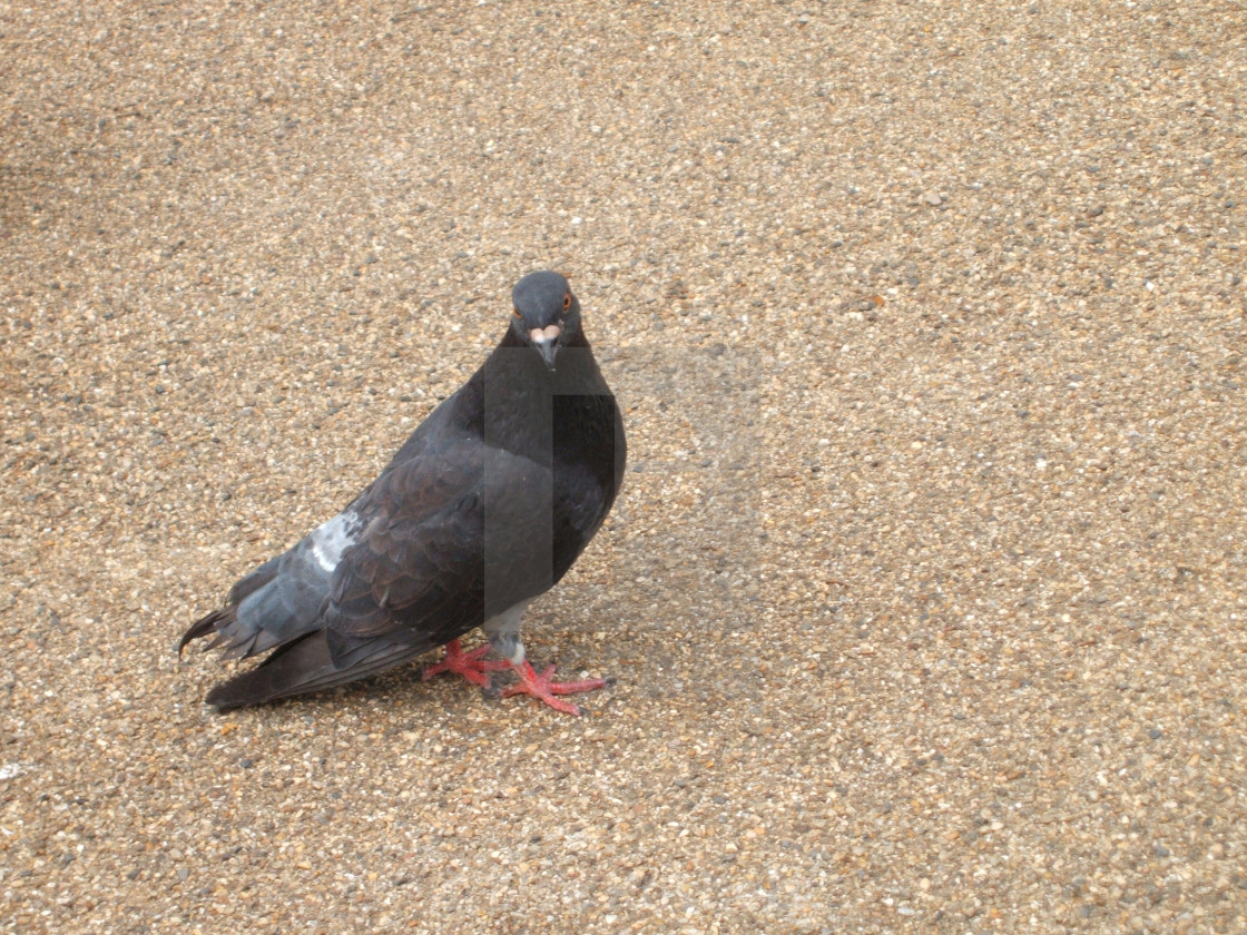 "Lonely pigeon in a park" stock image