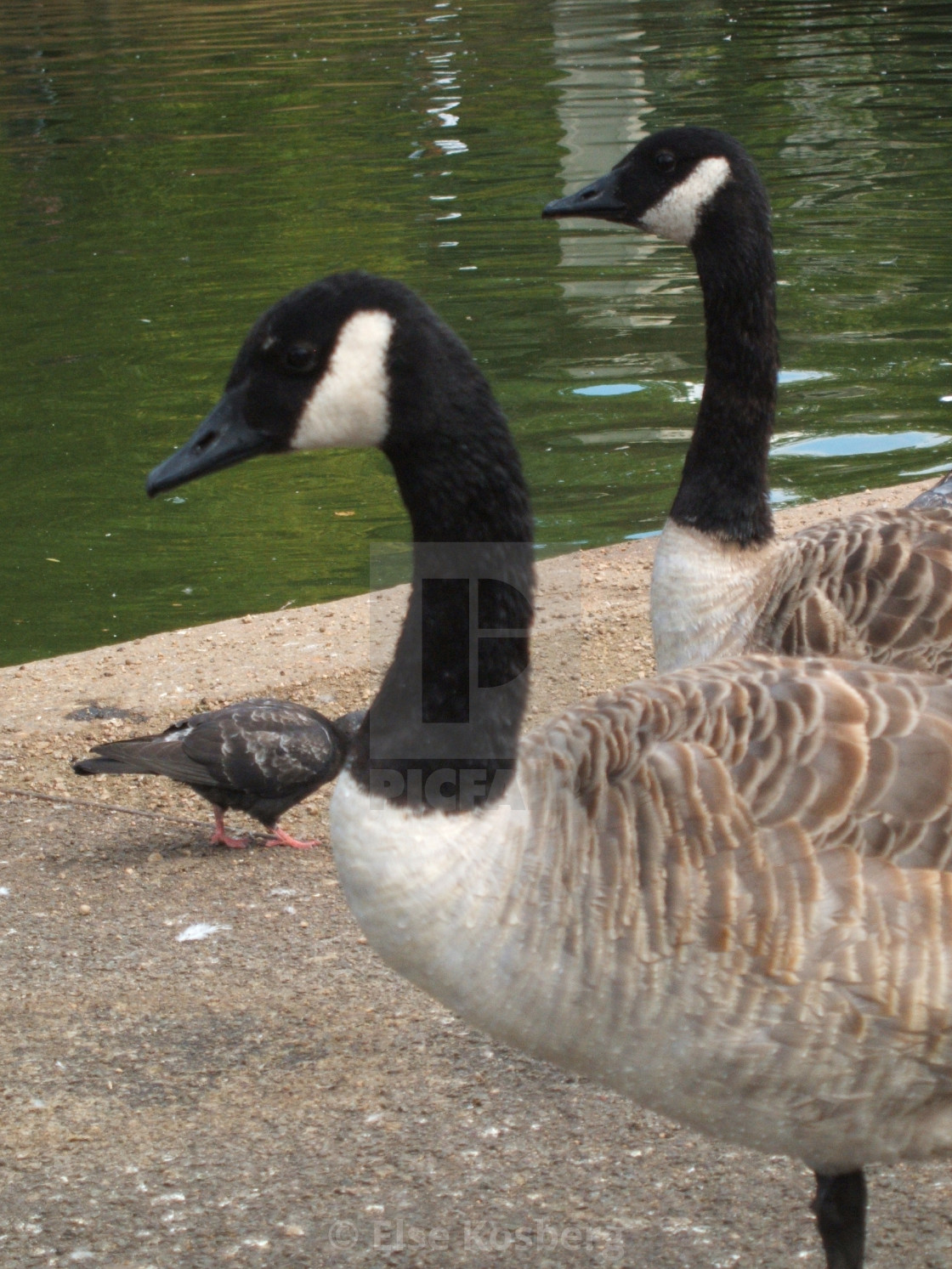 "Canada geese in park" stock image